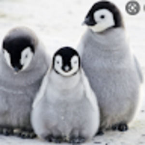 Meet your Posher, Desiree